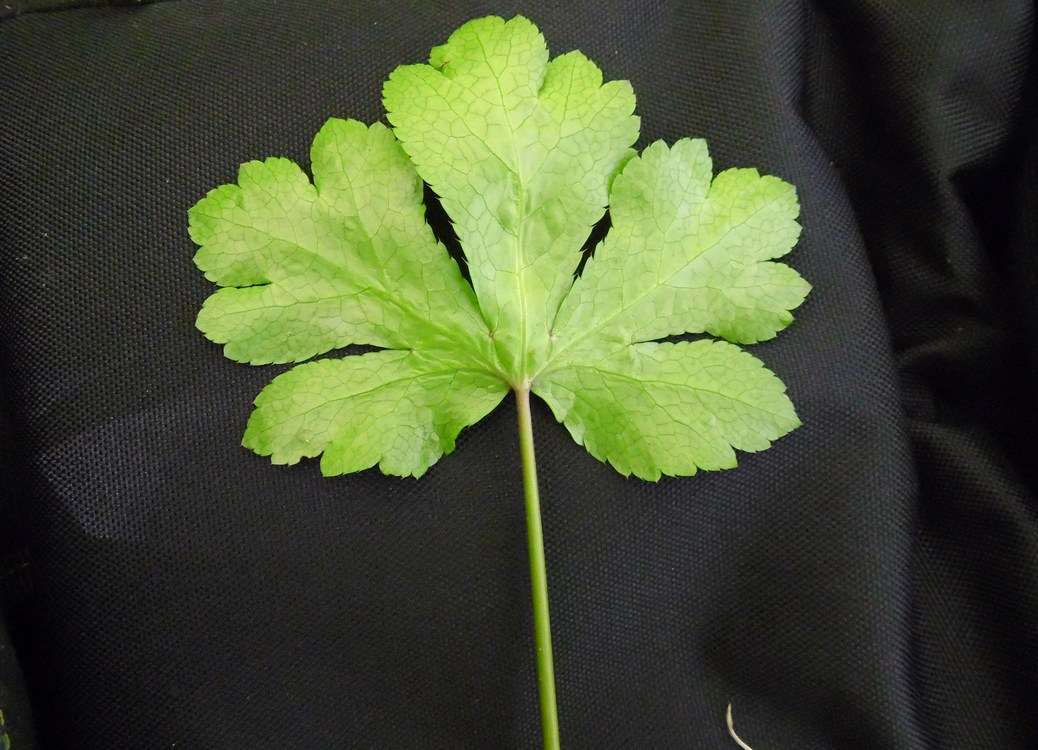 Image of Sanicula europaea specimen.