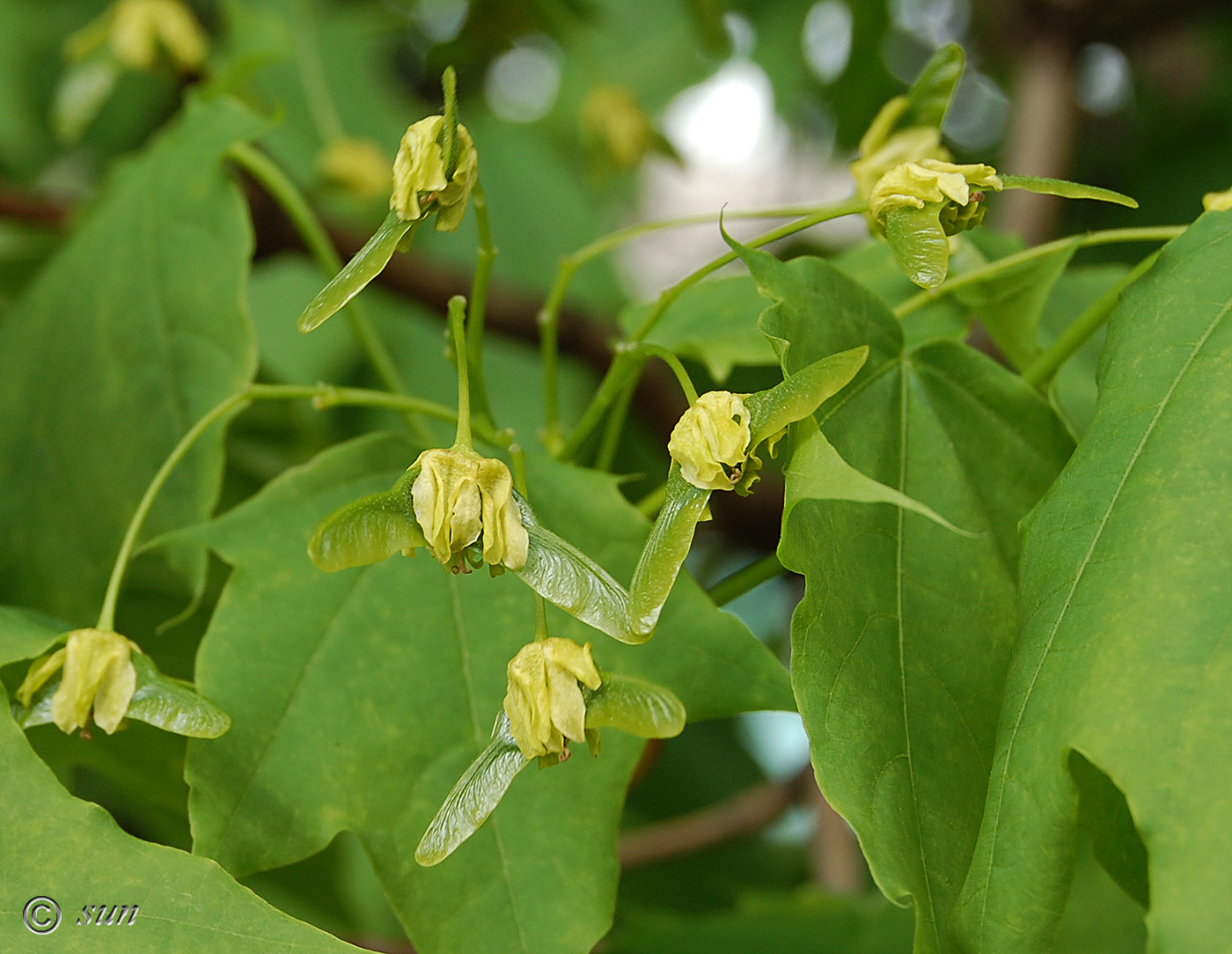 Изображение особи Acer platanoides.