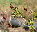 Viburnum opulus