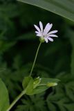 Stellaria nemorum