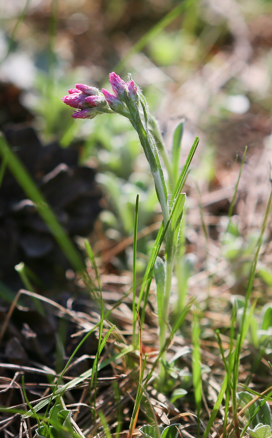 Изображение особи Antennaria dioica.