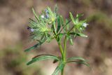 Asperula arvensis