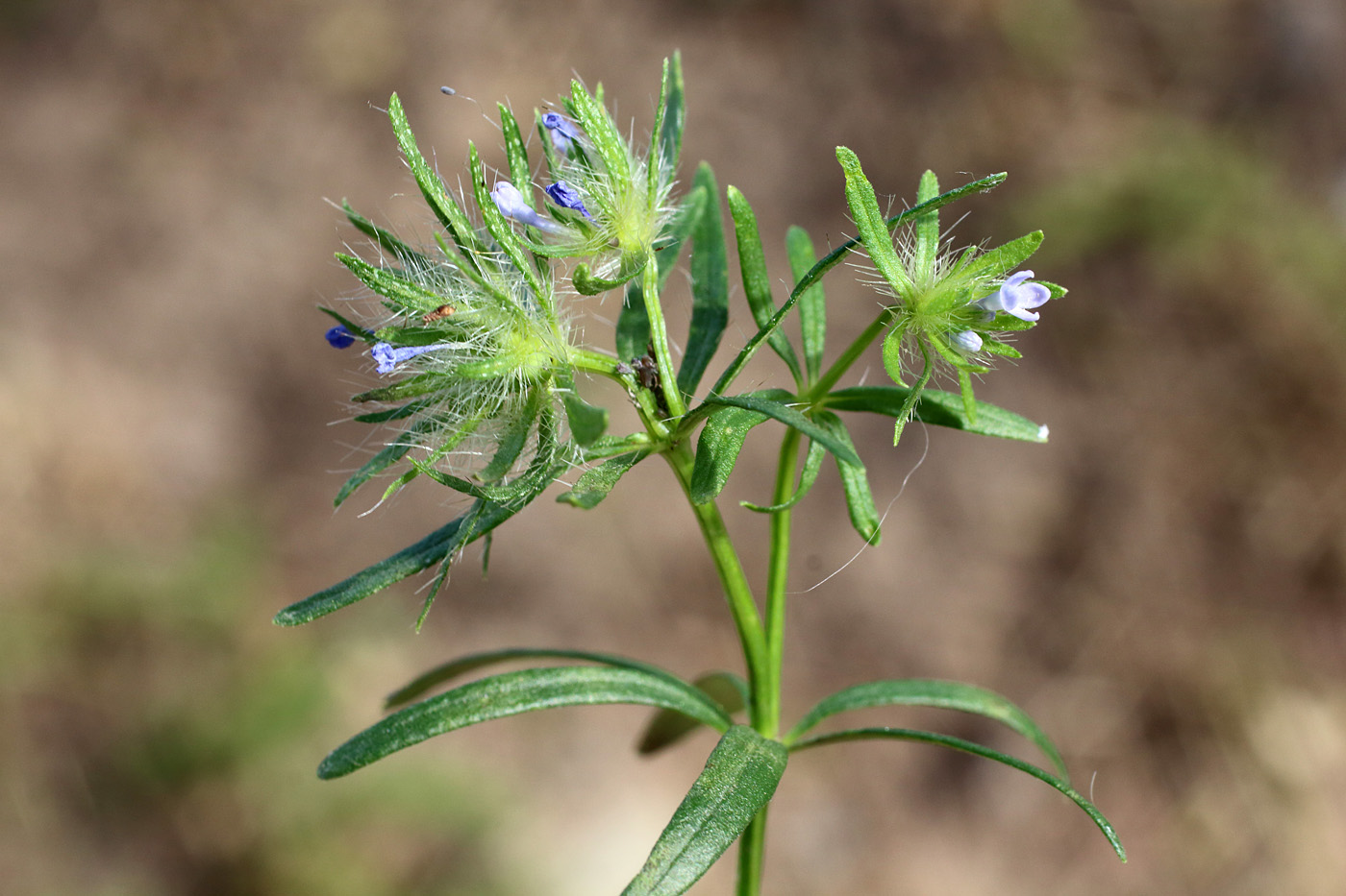 Image of Asperula arvensis specimen.