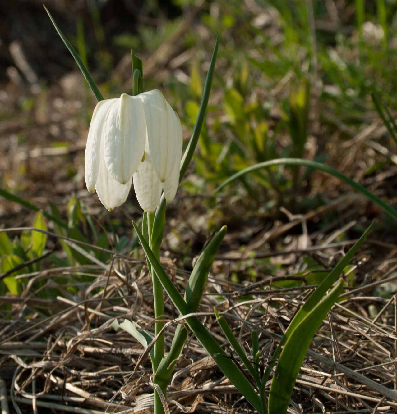 Image of Fritillaria meleagris specimen.