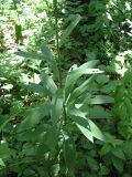 Lilium pilosiusculum