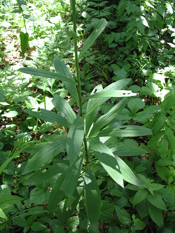 Изображение особи Lilium pilosiusculum.