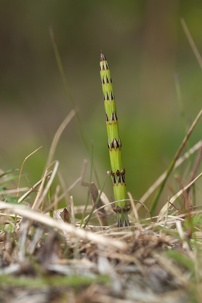 Image of Equisetum palustre specimen.