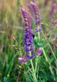 Salvia tesquicola