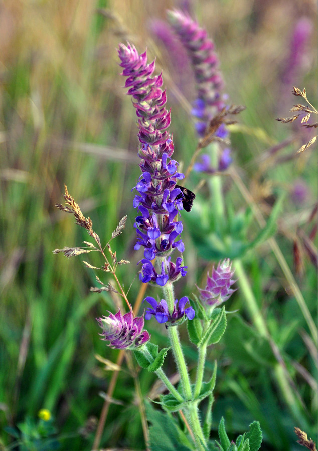 Изображение особи Salvia tesquicola.
