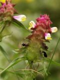 Melampyrum cristatum. Соцветие. Башкортастан, Ишимбайский р-н, гора Тратау.