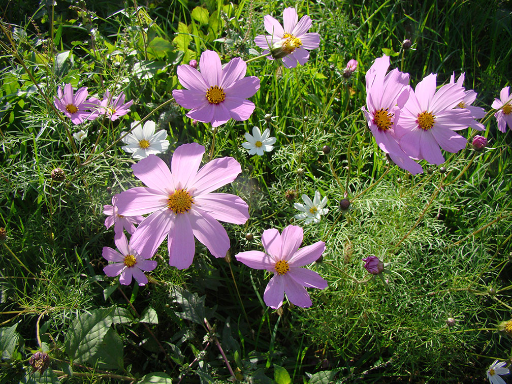 Image of Cosmos bipinnatus specimen.