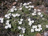 Androsace dasyphylla