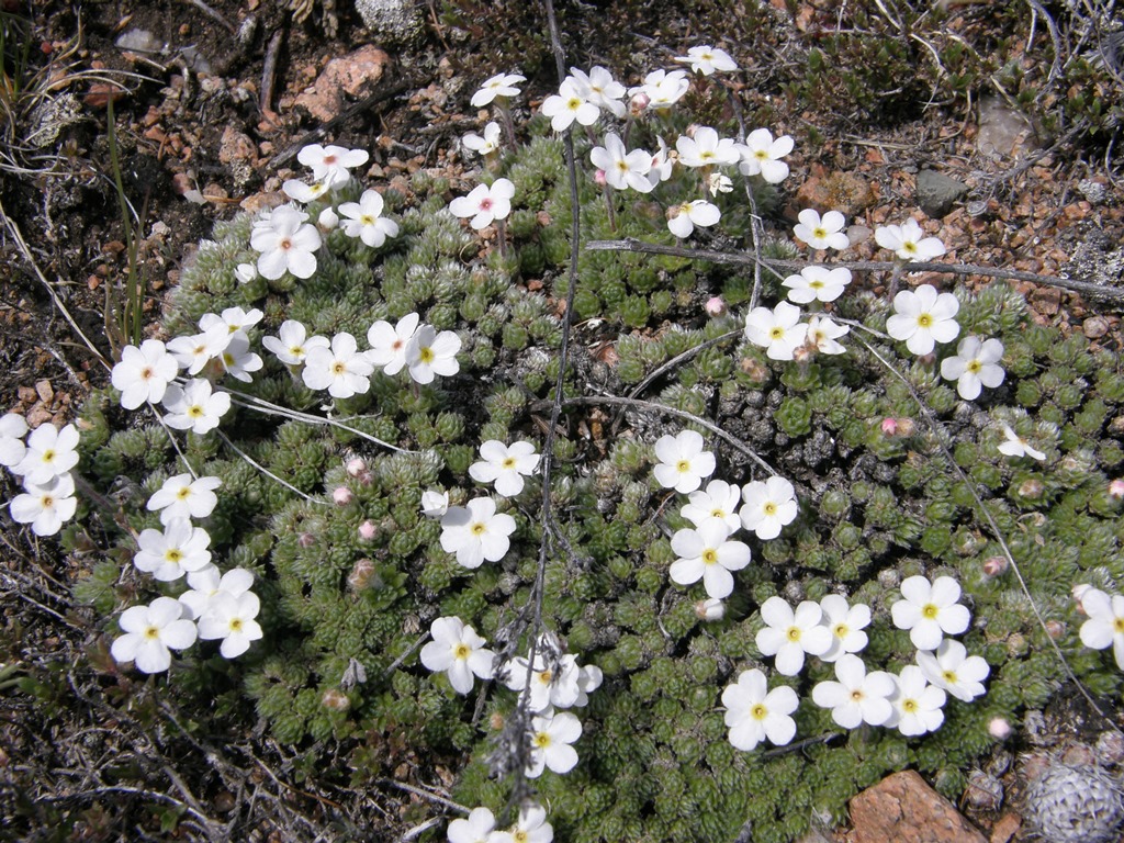 Image of Androsace dasyphylla specimen.