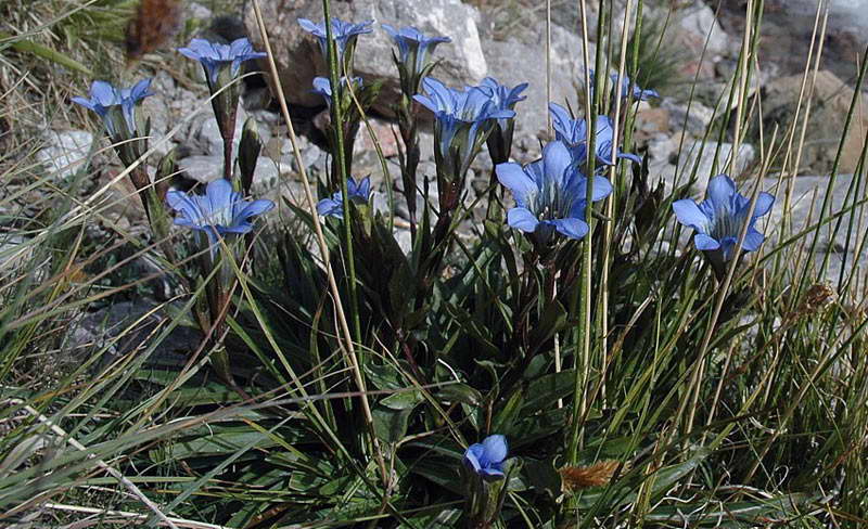 Image of Gentiana kaufmanniana specimen.