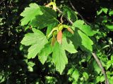 Acer hyrcanum