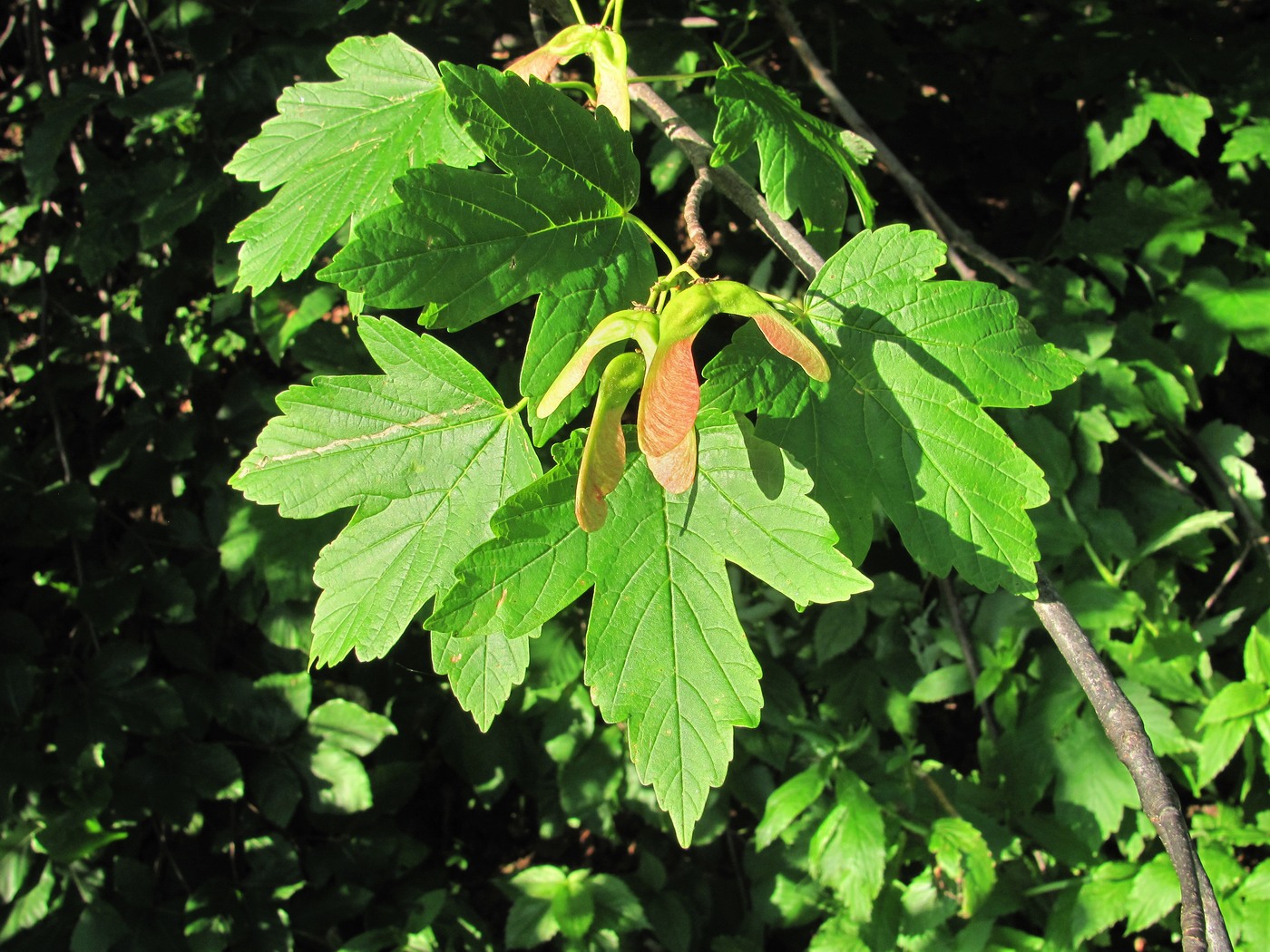 Image of Acer hyrcanum specimen.