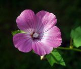 Malva trimestris