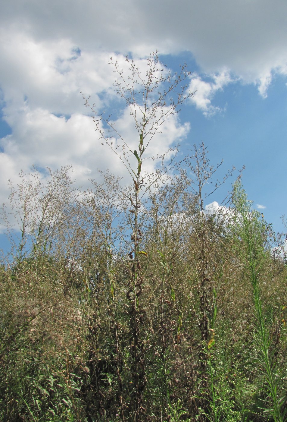 Изображение особи Lactuca serriola.