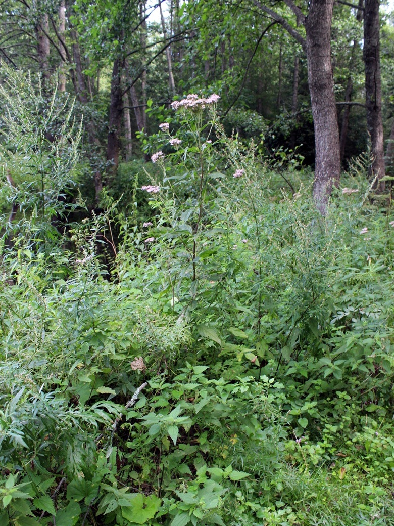 Image of Eupatorium cannabinum specimen.