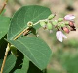 Symphoricarpos albus разновидность laevigatus