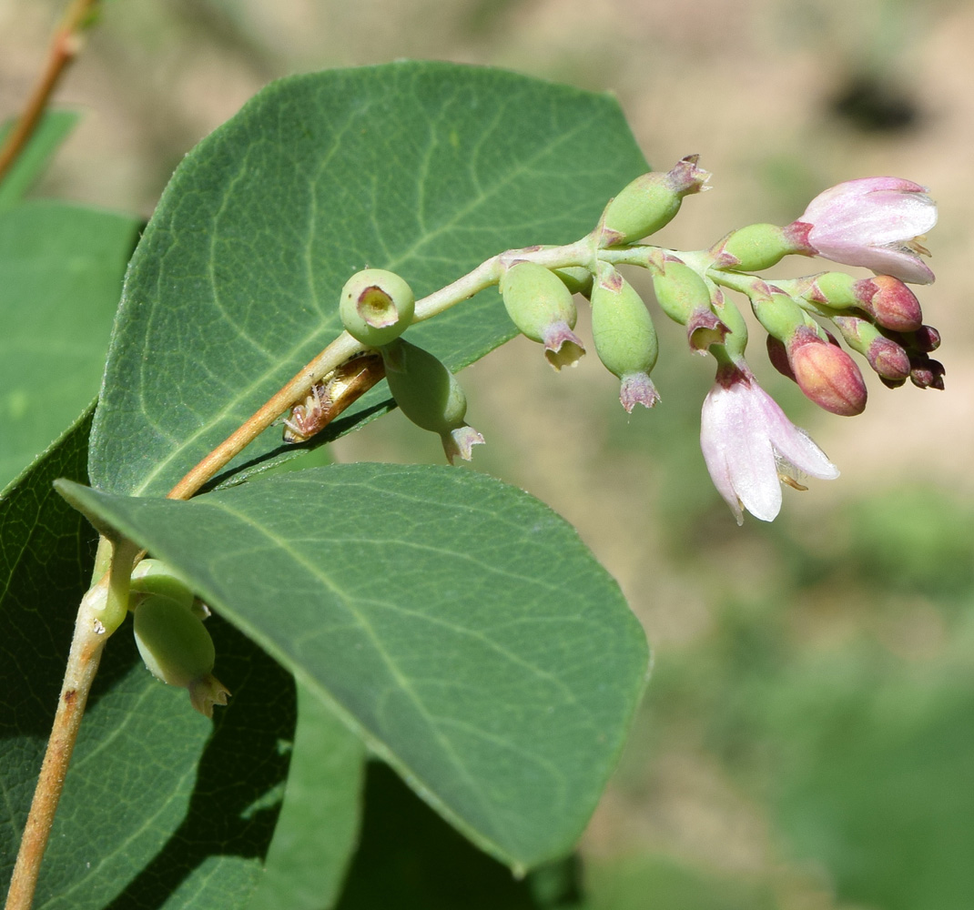 Image of Symphoricarpos albus var. laevigatus specimen.