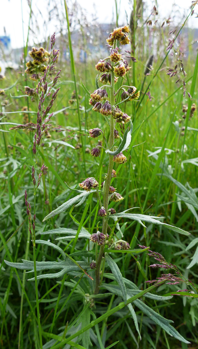 Image of Artemisia tilesii specimen.