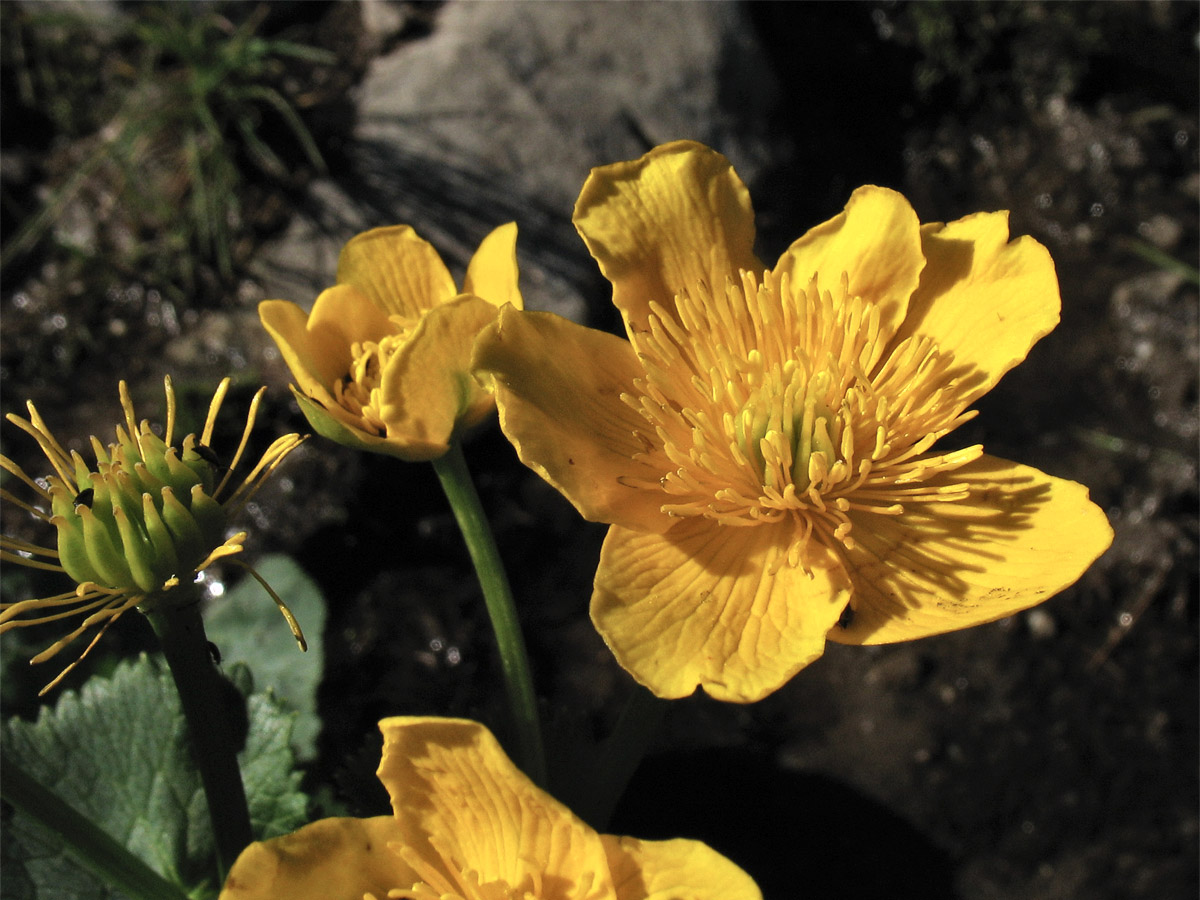 Image of Caltha palustris ssp. laeta specimen.