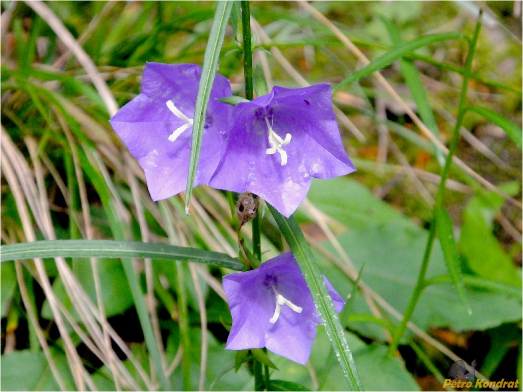 Image of Campanula persicifolia specimen.