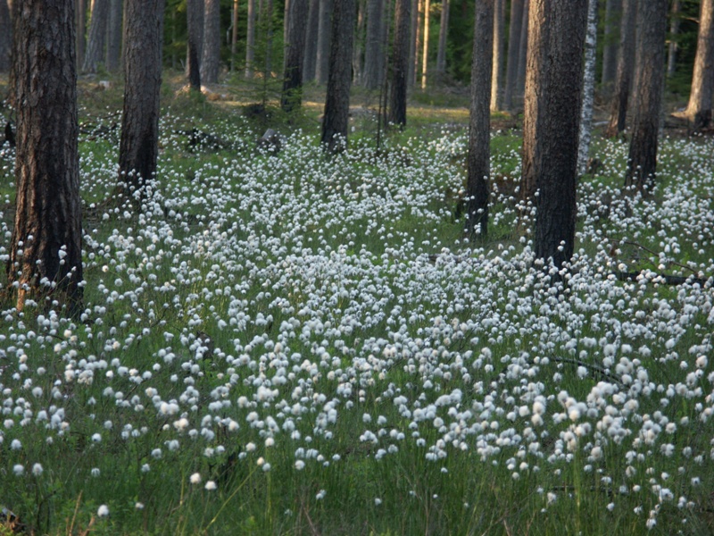 Изображение особи Eriophorum vaginatum.