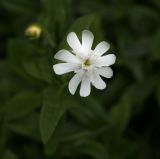 Melandrium album