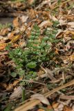 Cardamine dentata