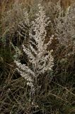 Artemisia austriaca. Плодоносящее растение. Крым, Керченский п-ов, окр. с. Львово, полынная степь на склоне к заливу Сиваш. 8 ноября 2016 г.