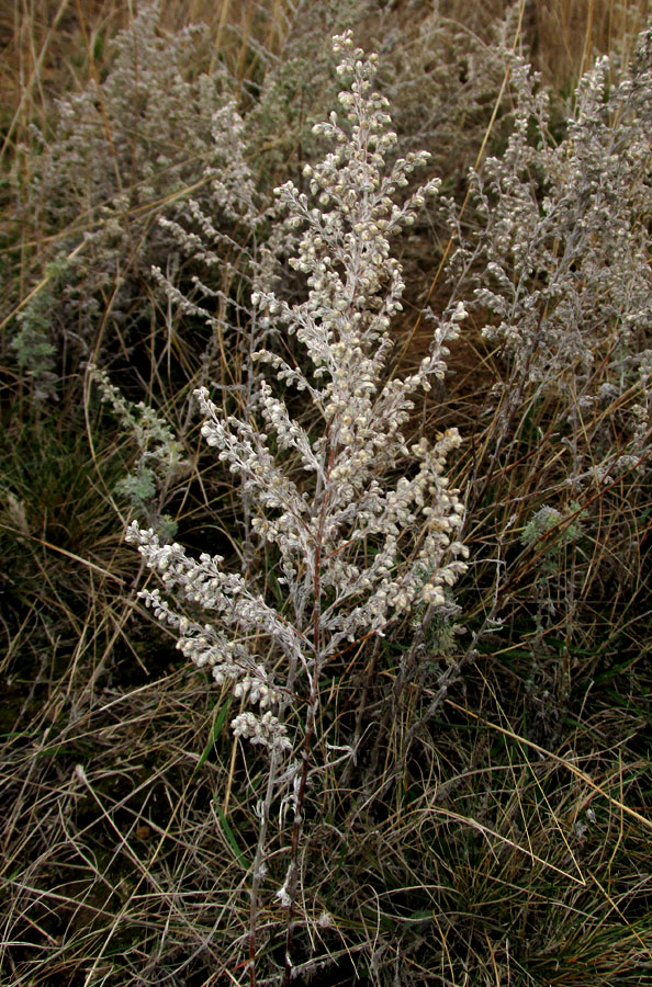 Image of Artemisia austriaca specimen.