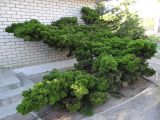 Juniperus chinensis