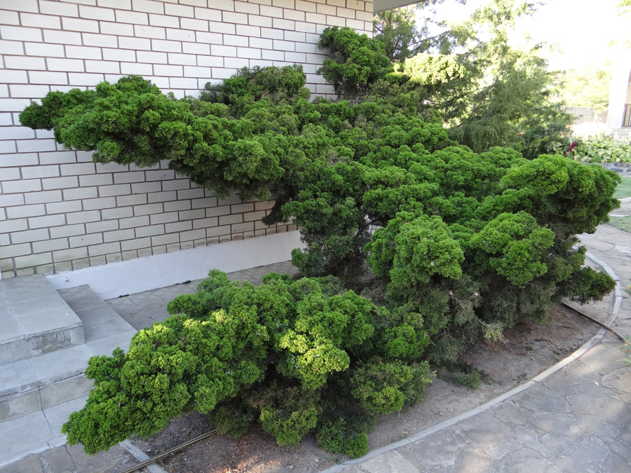 Изображение особи Juniperus chinensis.