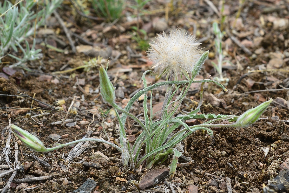 Изображение особи Scorzonera circumflexa.