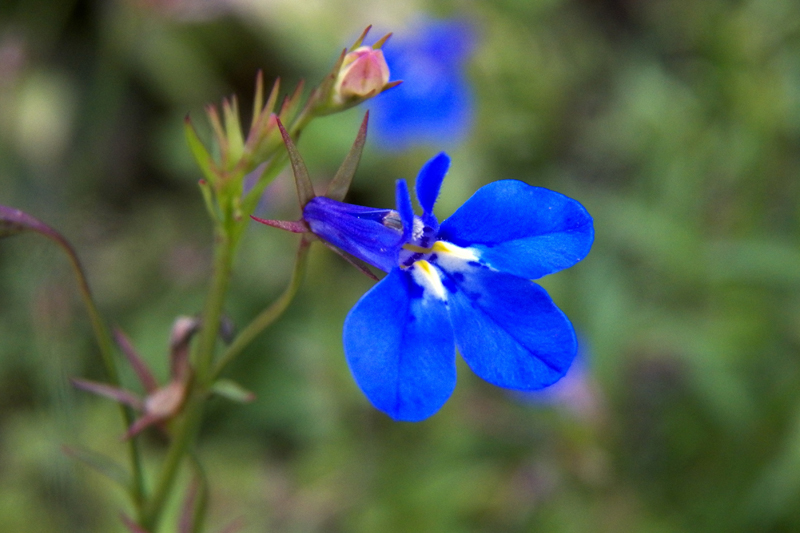 Изображение особи Lobelia erinus.