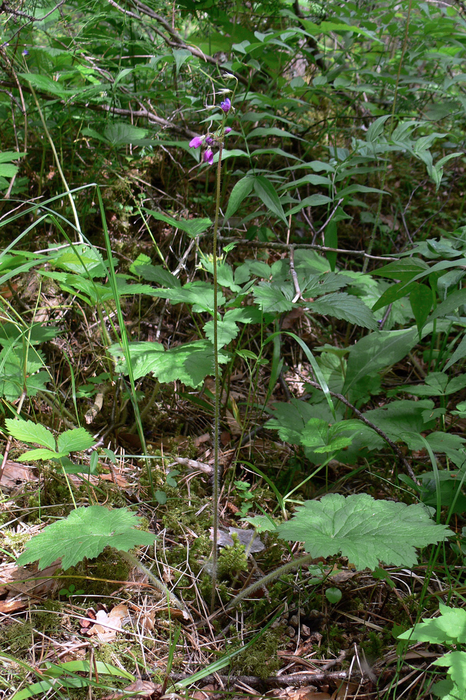 Image of Cortusa matthioli specimen.