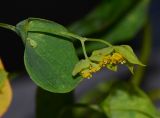 Bupleurum subovatum