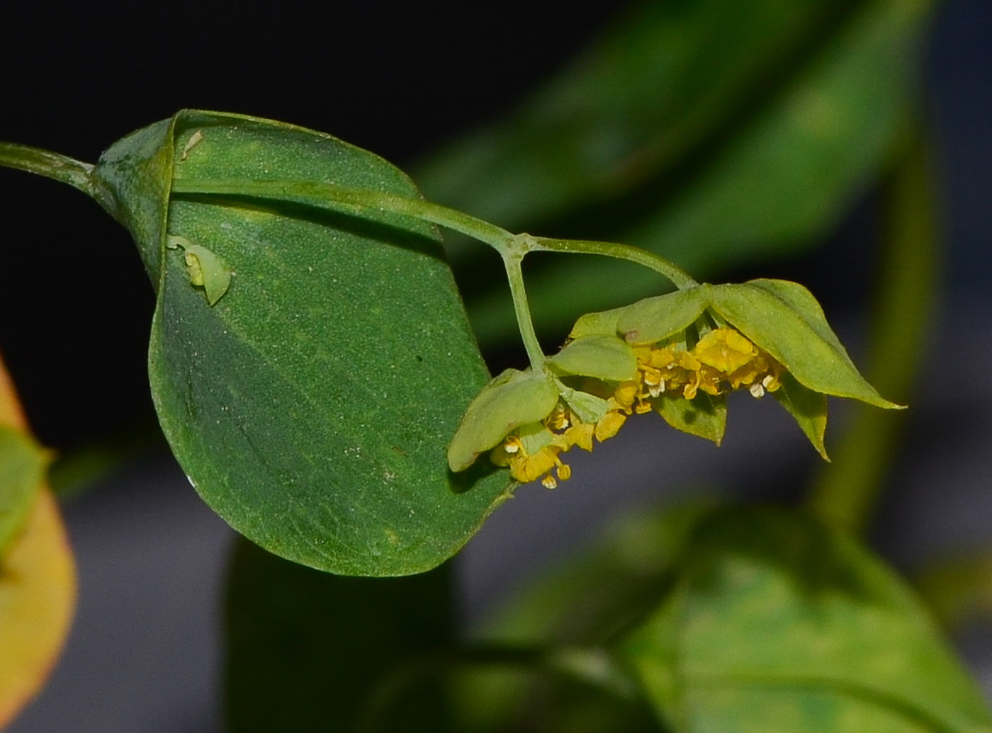 Image of Bupleurum subovatum specimen.