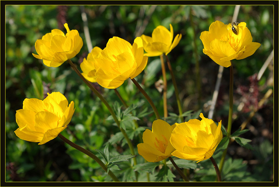 Изображение особи Trollius sibiricus.