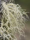 Usnea hirta