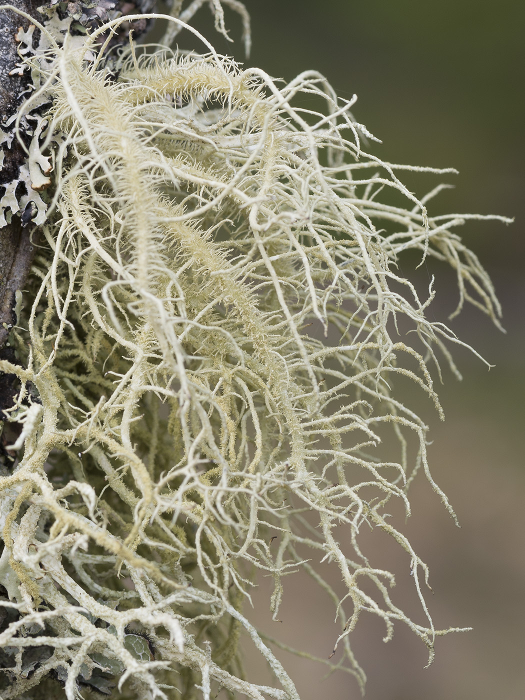 Image of Usnea hirta specimen.