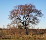Ulmus laevis. Цветущее дерево; у основания - заросли Rosa majalis. Пермский край, Добрянский р-н, низина на суходольном лугу. 02.05.2016.