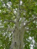 Platanus &times; acerifolia