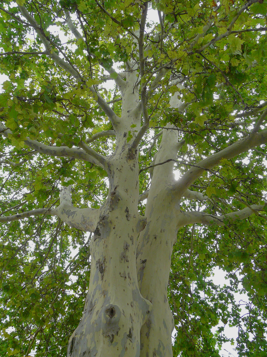 Изображение особи Platanus &times; acerifolia.