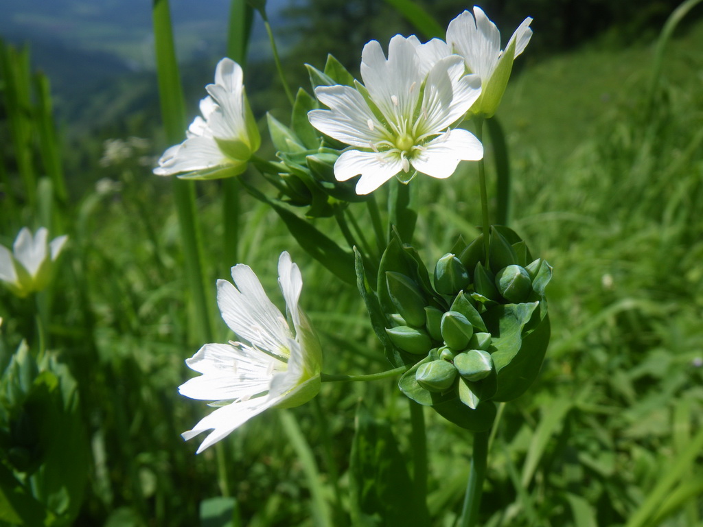 Изображение особи Cerastium davuricum.