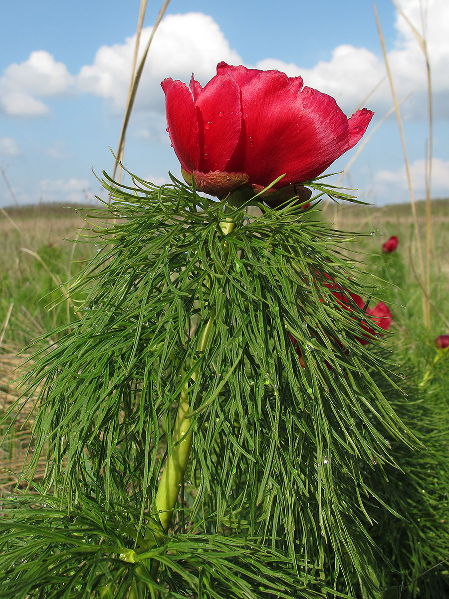 Image of Paeonia tenuifolia specimen.