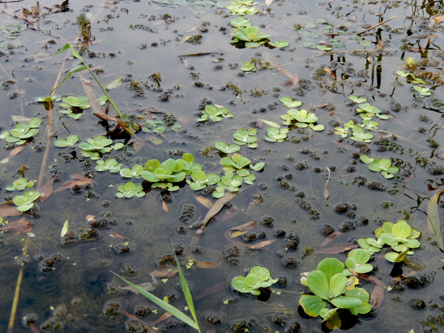 Изображение особи Pistia stratiotes.