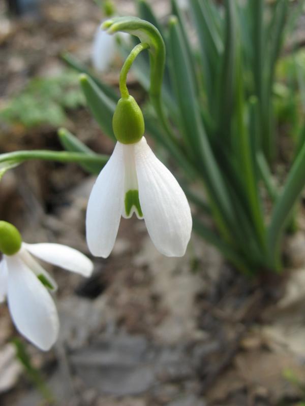 Image of Galanthus caucasicus specimen.